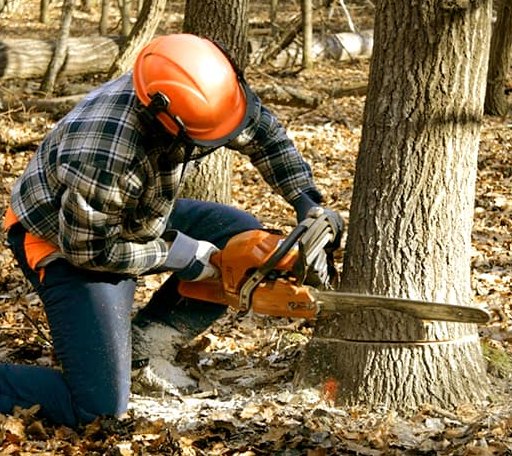 Tree Removal in Montezuma, GA
